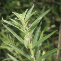 Angelonia salicariifolia Bonpl.